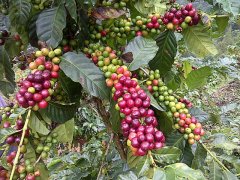 危地馬拉（COE）7年冠軍艾茵赫特莊園Nativo日曬咖啡風味口感描述