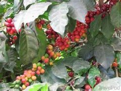 危地馬拉安提瓜花神-貝拉卡摩娜莊園100%波旁種咖啡風味口感描述