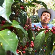 危地馬拉安提瓜花神-貝拉卡摩娜莊園經典咖啡風味口感香氣描述