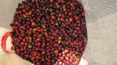 危地馬拉 拉米尼塔 花神圓豆水洗咖啡風味口感香氣描述