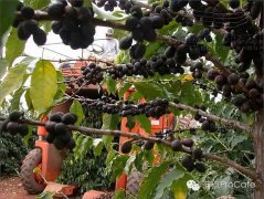 埃塞俄比亞耶加雪菲的最新咖啡處理法——樹上乾果、在欉乾燥法