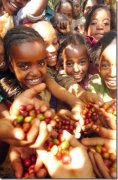肯亞AA咖啡豆，沒有經過FTO認證的公平貿易咖啡豆