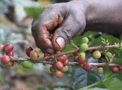 埃塞俄比亞的咖啡交易制度︱ ECX 交易制度
