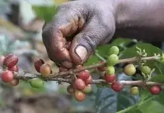 埃塞俄比亞的咖啡交易制度︱ ECX 交易制度