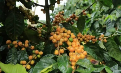 咖啡豆 巴西黃波旁精品咖啡豆風味描述