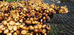 進口咖啡批發哥斯達黎加阿拉比卡蜜處理咖啡豆口味咖啡特點