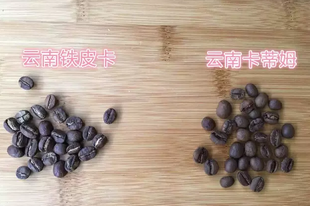 生豆檔案 | 雲南小粒咖啡雲南鐵皮卡Typica精品咖啡豆