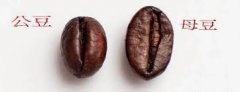 圖解咖啡公豆母豆區別 如何辨別咖啡公豆母豆哪種好