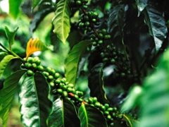 咖啡樹種植條件環境方法要求 生長過程果實咖啡櫻桃