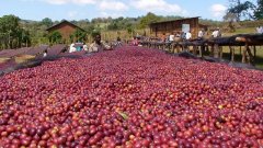 巴西米納斯喬安莊園咖啡豆烘焙風味口感環境介紹描述