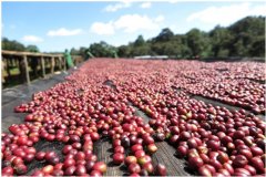 埃塞俄比亞耶加雪菲產區歌迪貝(Gedeb) 產區咖啡豆風味介紹