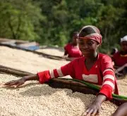哥斯達黎加塔拉珠生態處理廠黃金塔拉珠紅蜜咖啡風味口感香氣描述