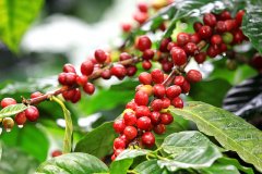 哥斯達黎加 La minita 塔拉珠征服者咖啡風味口感香氣描述