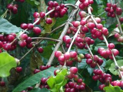 哥斯達黎加塔拉珠牧童莊園水洗精品咖啡衝煮風味口感香氣描述