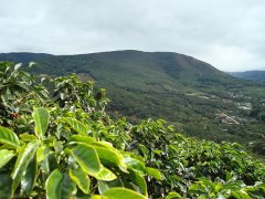 哥斯達黎加塔拉珠伏流微處理場多塔之巔莊園日曬咖啡豆種植處理