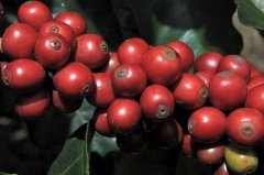 哥斯達黎加 唐梅奧處理廠美景莊園日曬咖啡風味獲獎情況介紹