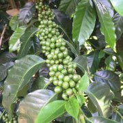 哥斯達黎加託布什莊園TABLON卡杜艾蜜處理咖啡種植情況風味介紹