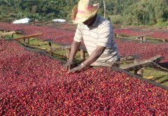 哥斯達黎加託雷斯莊園裏瓦斯人處理場黑蜜咖啡風味種植環境介紹