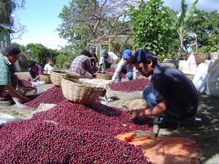 哥斯達黎加塔拉珠三奇蹟莊園波旁蜜處理咖啡種植硬件設備特色介紹