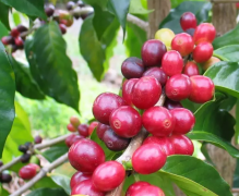 埃塞俄比亞西達摩日曬精品咖啡風味口感烘焙介紹