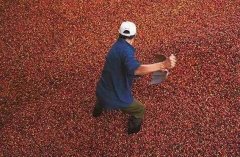 巴拿馬卡門莊園咖啡樹種植環境出口質量咖啡產量介紹