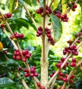 埃塞俄比亞咖啡種植方式處理方法出口信息介紹