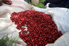 巴拿馬白蜜處理咖啡 波奎特科特瓦咖啡莊園獲獎記錄及產地信息