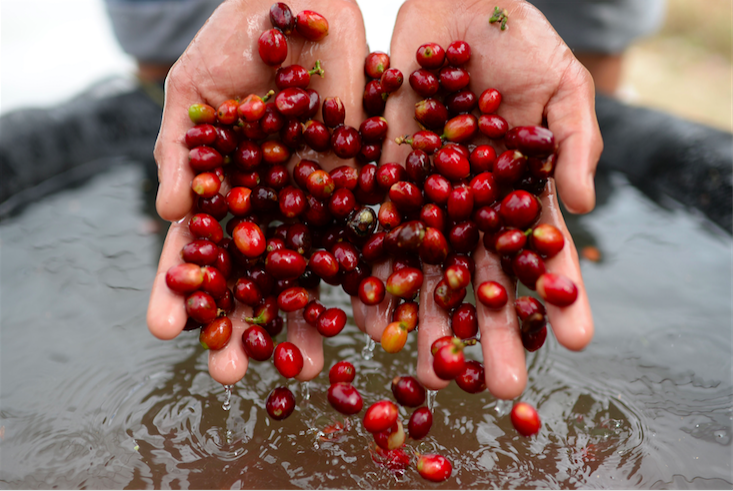認識咖啡生豆處理法：水洗處理法究竟是如何洗的呢？