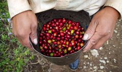 洪都拉斯研發新品種-聖文森處理廠厄瓜多小農Pacas+IH90咖啡介紹