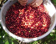 哥倫比亞咖啡西薩省小熊處理場產地信息鐵比卡種水洗咖啡風味特點