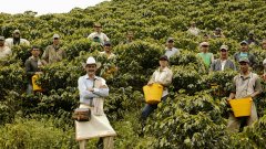 哥倫比亞安提奧基亞省海萊拉咖啡莊園產地信息咖啡風味特點介紹