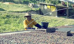 巴西南米那斯高景莊園日曬黃波旁咖啡風味特點產地信息介紹