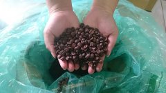 巴西喜拉朵水蒸氣特殊處理紅糖蕃薯風味咖啡豆產地信息處理法介紹