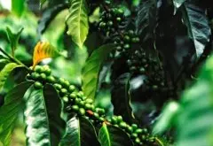 危地馬拉茵赫特莊園歷史故事 艾因赫特精品咖啡風味口感介紹