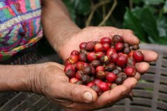 尼加拉瓜COE第3名米耶瑞詡家族奇蹟莊園蜜處理爪哇尼卡咖啡風味
