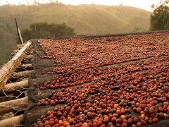 2016年尼加拉瓜卓越杯COE冠軍-橙果莊園蜜處理象豆咖啡風味特點