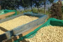 埃塞俄比亞耶加科契爾紅櫻桃計劃 Reko水洗咖啡風味特點產地信息
