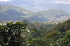 拉米妮塔集團的花神咖啡 安提瓜頂級的精品咖啡風味介紹