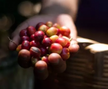 危地馬拉最爲著名的咖啡豆 薇薇特南果可以和安提瓜相提並論