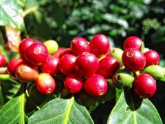 尼加拉瓜隱密莊園產地信息介紹 水洗紅色卡杜拉咖啡風味特點