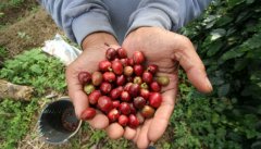 哥斯達黎加無限莊園產地信息介紹 黃蜜處理薇拉薩其咖啡風味特點