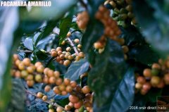 尼加拉瓜聖荷西莊園資料信息介紹 黃帕卡瑪拉蜜處理咖啡風味特點