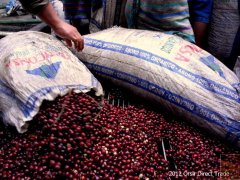 危地馬拉安提瓜咖啡農協會APCA資料信息介紹 水洗卡杜拉咖啡風味