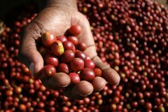 肯尼亞加昆杜合作社資料信息介紹 肯尼亞PB小圓豆咖啡風味特點