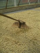 肯尼亞威立亞處理場（合作社）資料信息 肯尼亞AB咖啡豆處理流程