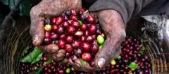 肯尼亞涅裏Nyeri產區咖啡種植情況 肯尼亞Nyeri AB咖啡風味特點