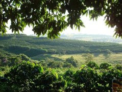 巴西COE優勝獎芒果樹莊園資料信息 日曬黃卡杜艾與黃卡杜拉咖啡風