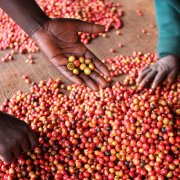 肯尼亞帝卡咖啡處理廠資料信息 肯尼亞咖啡拍賣機制分級制度介紹