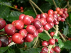 海島咖啡-多米尼加埃里斯莊園資料背景介紹 聖多明哥咖啡的含義