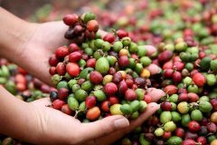 薩爾瓦多風鈴草莊園種植情況介紹 薩爾瓦多聖安娜火山區咖啡特色